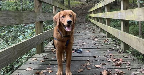 A dog standing on a bridge in a forest facing the camera.