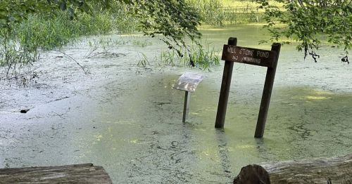 A wooden sign in a pond that says "No Swimming"