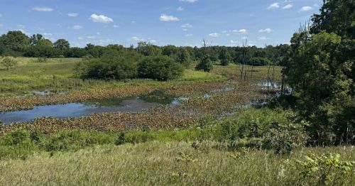 A green forest and a body of water.