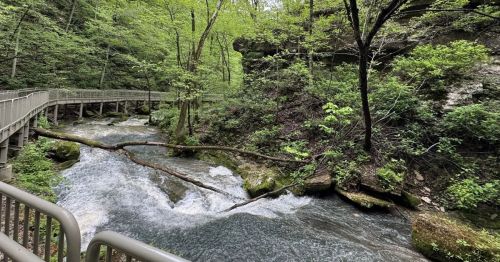 A river running through a forest.