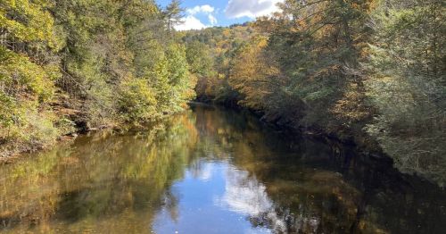A river running through a forest.