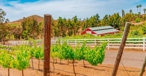 San Diego County's vineyards are hidden all over the valley and the hillsides.