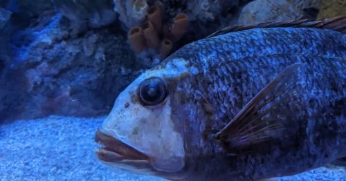 A large fish swimming in water.