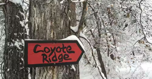 A wooden sign that says “Coyote Ridge” on a tree in a snowy forest.