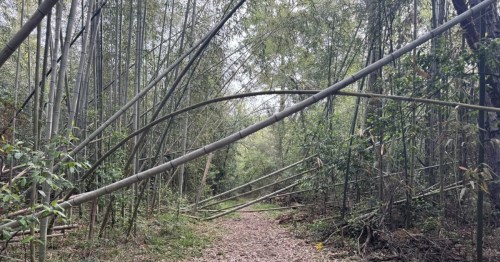 a forest filled with bamboo in louisiana on an overcast day