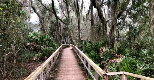 A scenic path along a boardwalk trail in Florida, surrounded by sub-tropical plants and large oak trees draped in Spanish Moss.