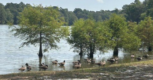 view of ducks by the shore of a pond with the northernmost bald cypress trees growing in the U.s. at trap pond state park in delaware