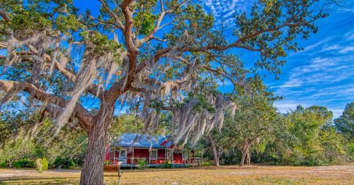 A red mid-century building with a large porch surrounded by oak trees draped with Spanish Moss at Cedar Key Museum State Park in Florida.