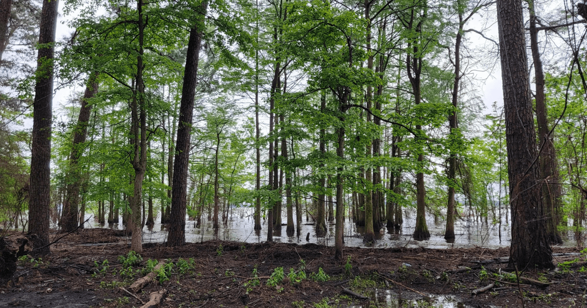 Find 3 Bucket-List-Level Views in Louisiana Without Needing to Be an Expert Hiker