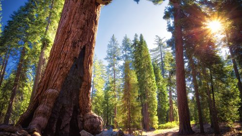 Massive green tall trees in the background with a giant brown sequoia trunk in the foreground.