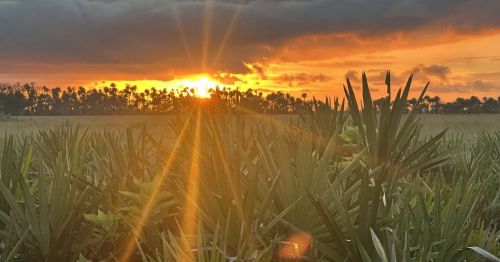 A warm amber sunset over a wide open prairie with sub-tropical plants at Kissimmee Prairie Preserve State Park in Florida.