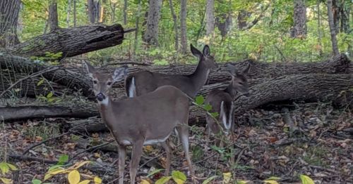 Three deer in a forest.
