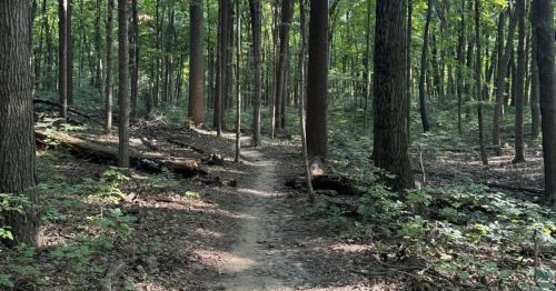 A trail going through a forest.