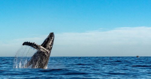 A humpback whale jumps out of the warm Hawaiian waters on a blue-sky day.