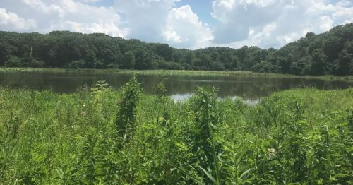 A medium pond surrounded by a green forest.