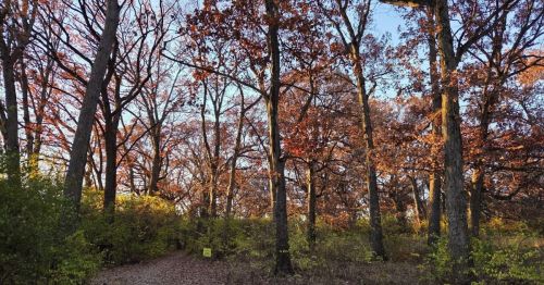 An autumn scene in a forest.