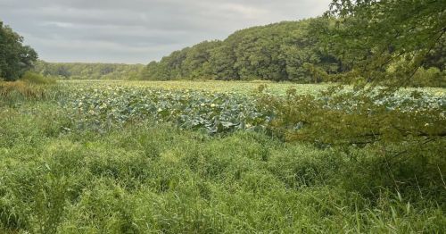 A pond covered in greenery in a forest.
