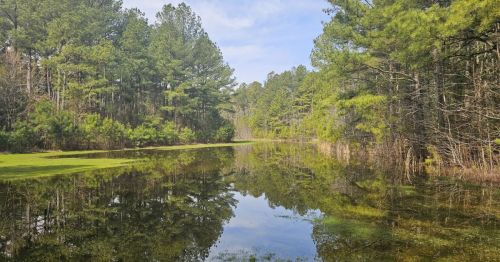 A pond in a forest.