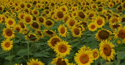Sunflowers