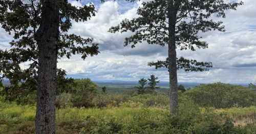 Large trees along the Ring Trail Loop at Mount Agamenticus in York, Maine.