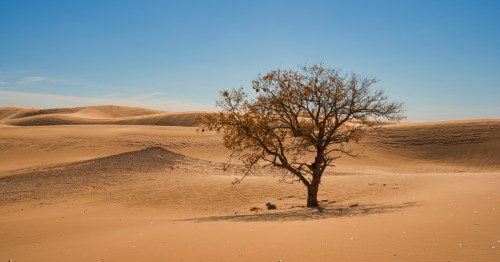 a lone tree stands in the middle of a desert landscape at a state park in waynoka oklahoma