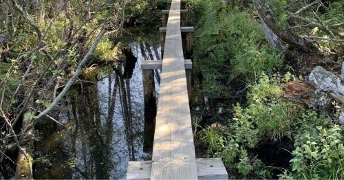 A wooden plank crossing a stream in a forest.