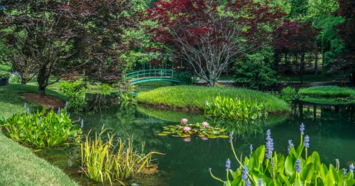 Lush green garden with a pond surrounded by trees, grass, and shrubs