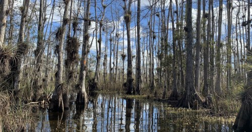 Cypress trees deep within the Florida wilderness