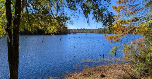 The shoreline of a serene lake along an extreme hiking trail in Louisiana, surrounded by lush green trees.