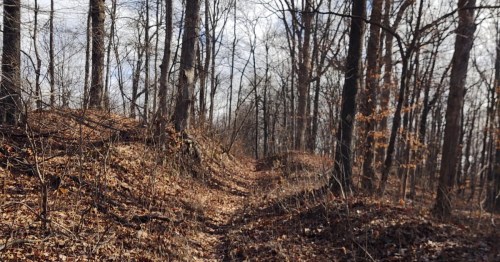 A brown leaf covered, up-hill trail through bare trees along the Godwin Trail.