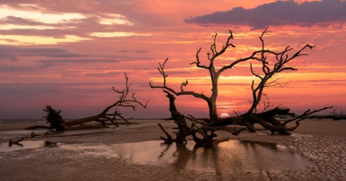 Dry tree branches on a beach in South Carolina