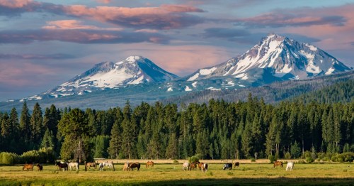 Horses graze on a green and yellow pasture in front of a forest of pines with giant snow-capped mountains in the background, lit by pink and purple clouds.