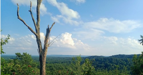 A weathered, leafless tree trunk frames a vast, rolling green valley under a bright blue sky with fluffy clouds.