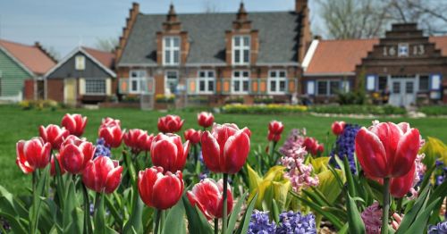 A close-up of tulips in front of Dutch-style homes.