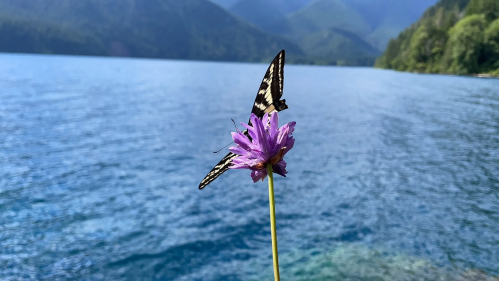 Two black and white butterflies perched on a purple flower by a serene blue lake surrounded by mountains.