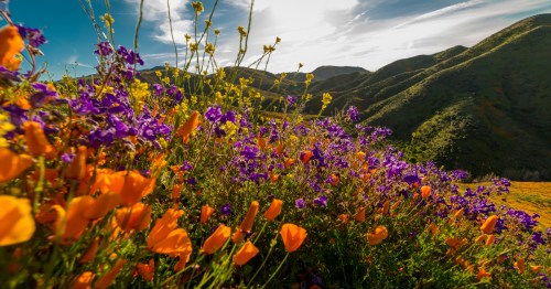 "Super Bloom" California Poppies in Walker Canyon outside of Lake Elsinore in Southern California.