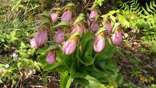 A cluster of pink lady's slipper orchids surrounded by green foliage in a natural setting.