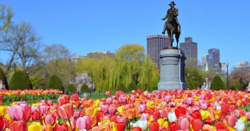 Colorful tulips in front of the George Washington statue in the Boston Public Garden in Boston, MA.