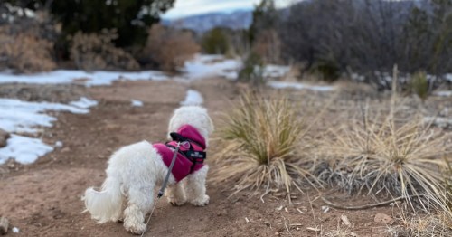 Small white dog in a pink vest hikes a snowy desert trail at Kwage Mesa North Rim in Los Alamos.