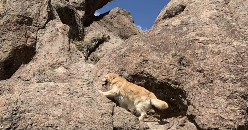 A golden dog climbs large, rocky formations near Natural Arch on the Old Mitchell Trail in Los Alamos.