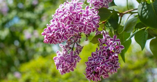 Purple and white lilacs hang on a branch surrounded by greenery.