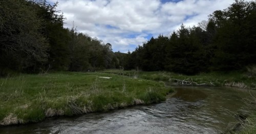 Clear creek water flows past green grassy banks and dense pine trees at Long Pine State Recreation Area, Nebraska.