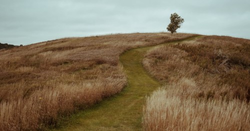 A mown grass trail winds through a golden tallgrass field toward a lone tree at Niobrara State Park, Nebraska.