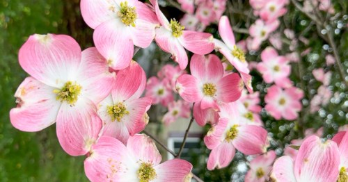 Pink dogwood blooms in Paducah, Ky