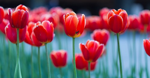 Red tulips with green stems stand in a park.