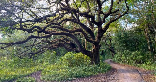 a large tree along a path in Florida