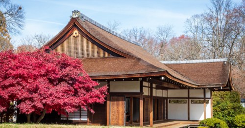 A close-up of a Japanese-style wood house with a cherry blossom tree outside.