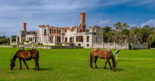 The ruins of a large mansion are in the background as wild horses graze in the field in the foreground at Cumberland Island National Seashore in Georgia.