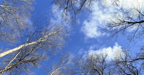 Bare winter tree branches reach toward a vibrant blue sky color in Michigan’s natural landscape.