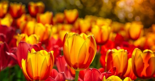 A close up of several yellow and red tulips at Cheekwood, one of the most colorful places in Tennessee.